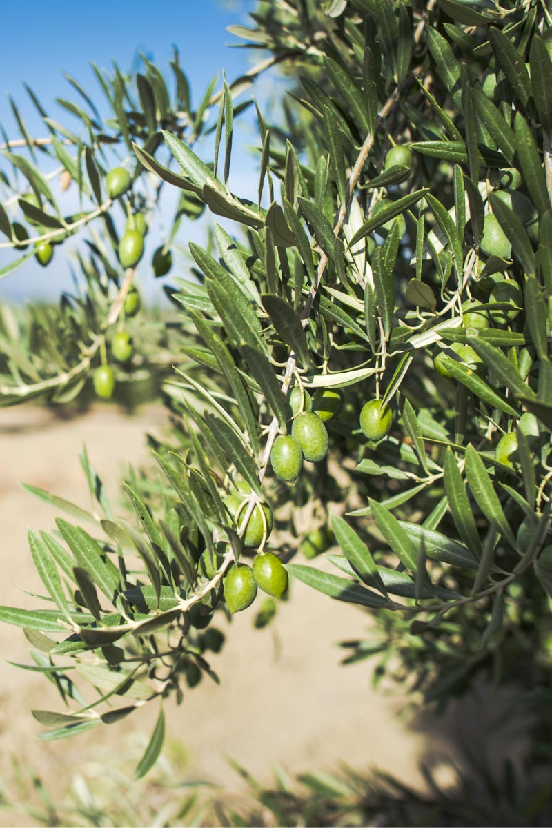 Camminata tra gli olivi